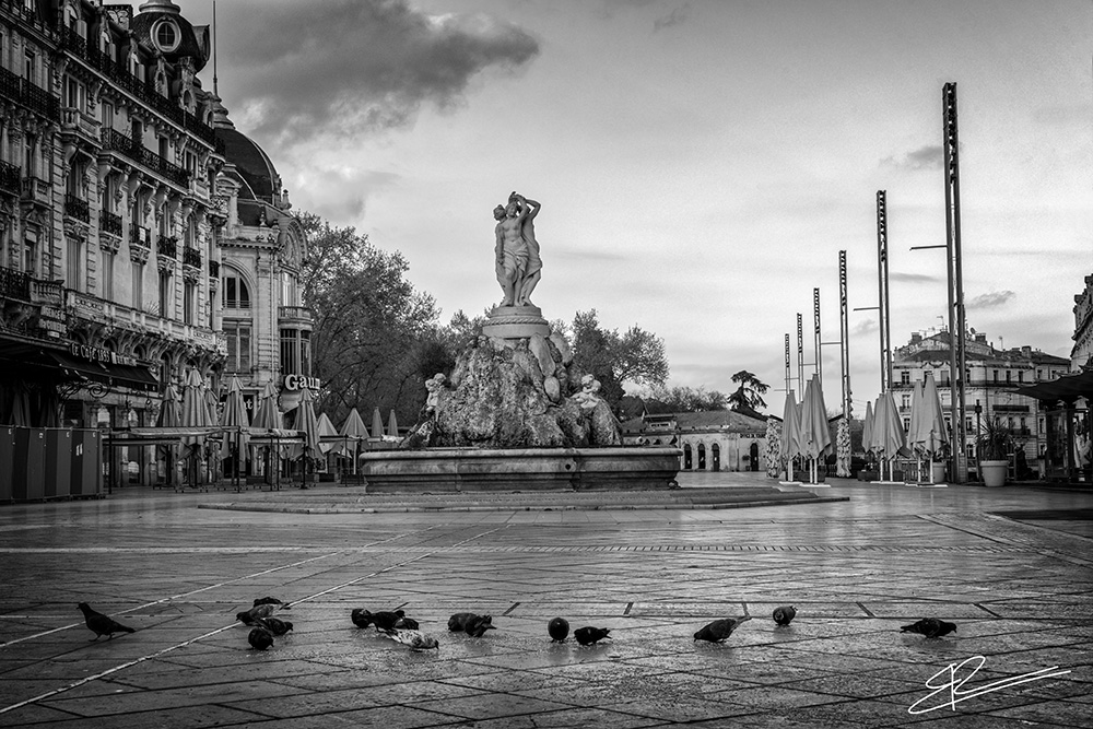 Place aux pigeons